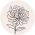 Chrysanthemum